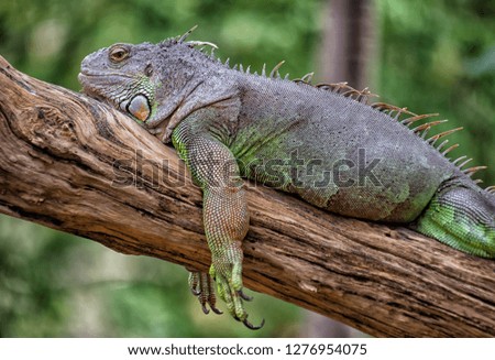 Green Iguana on branch