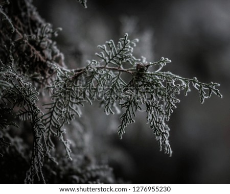 frozen leaf in Winter