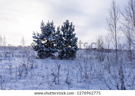 Sunny day in winter.Field and trees in Chuvashia in Russia.