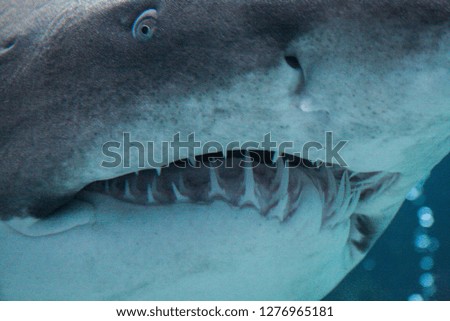 09.23.2008, Hersonissos, Crete, Greece.shark head close up. maw with numerous shark teeth. 