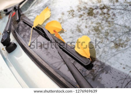 yellow autumn leaves on the windshield of the car, wipers and glass