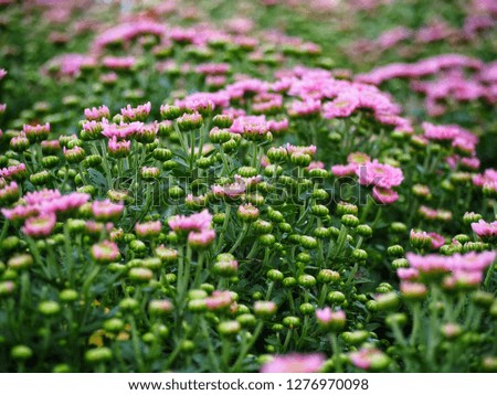 small pink flowers and nature green leaves on garden 