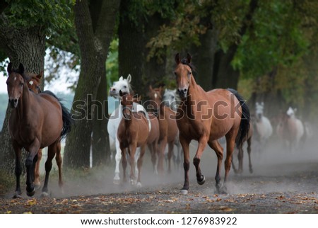 Herd arabian horses on the dusty village road