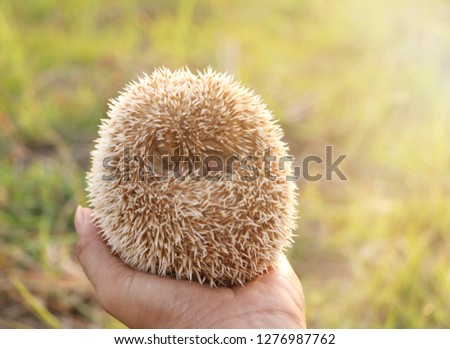 Person Holding Cute Hedgehog in Hand Scared Spiny Mammal Hedgehog in Defence Position Outdoors on Sunny Day and Woman Hand Carefully Holding Him