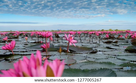 Red lotus or Nymphaea lotus at sunrise in  Nong han lake, Udon Thani, Unseen Thailand. Royalty-Free Stock Photo #1277005267