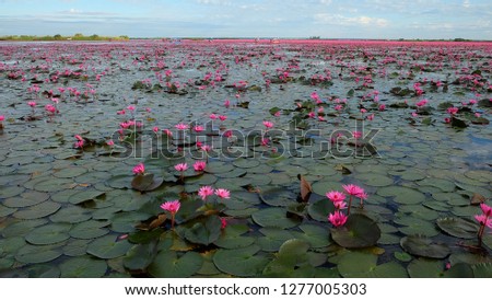 Red lotus or Nymphaea lotus at sunrise in  Nong han lake, Udon Thani, Unseen Thailand. Royalty-Free Stock Photo #1277005303