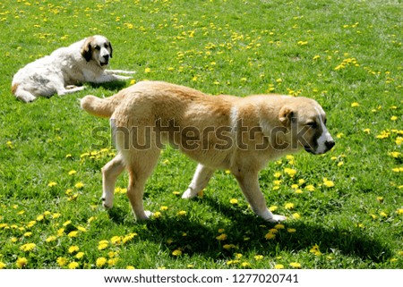 Two Caucasian Shepherd Dogs, who love each other very much, lying in a green meadow with yellow flower. Animal love