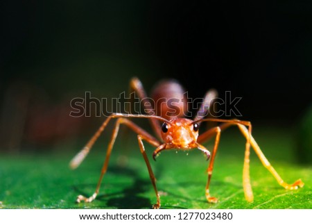 The red ants on the green leaves are opening their mouths to show their fangs and threaten the enemy.Macro pictures showing the life of small insects