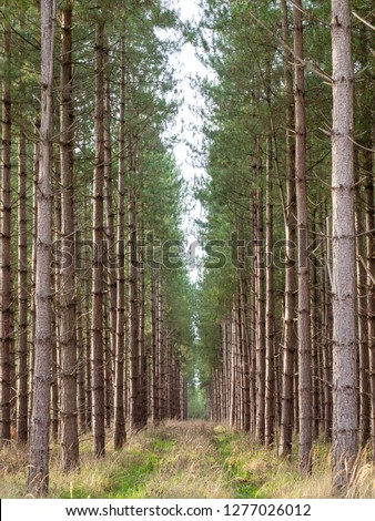 Looking through rows of pine trees in a forest during daylight with no people 