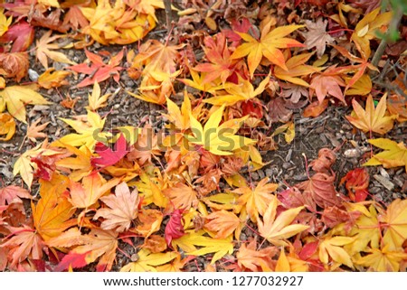 Maple leaves that fall on the ground