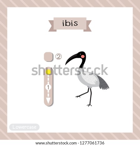 Letter I lowercase cute children colorful zoo and animals ABC alphabet tracing flashcard of Ibis bird for kids learning English vocabulary and handwriting vector illustration.