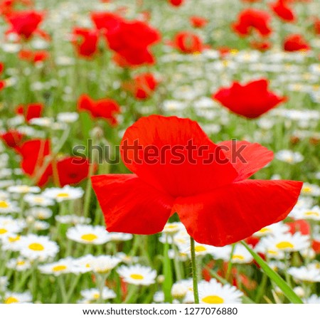 Detailed close-up of red poppy flowers in the spring 
