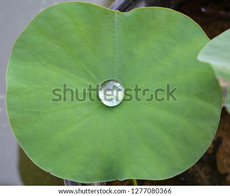  water drops on lotus leaf fresh, clean  and clear
