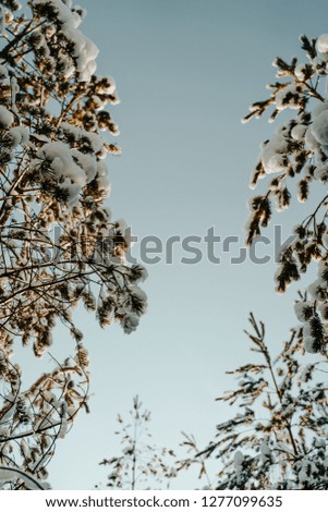 Looking up at winter trees covered with snow on a sunny winter day