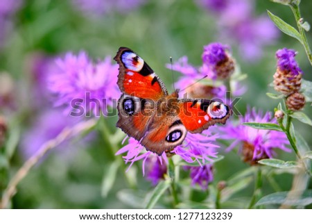 Large color butterfly closeup on grass background 2018