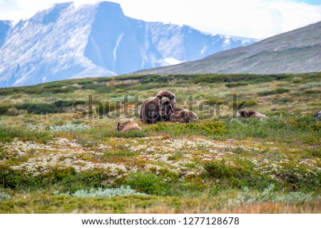 The muskox (Ovibos moschatus), or musk ox/musk-ox, is an Arctic hoofed mammal of the family Bovidae. Plateau/mountain natural environment. Dovrefjell–Sunndalsfjella National Park, Norway.  Royalty-Free Stock Photo #1277128678