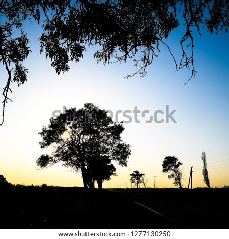 Lime tree on a sunset background. Black silhouette of a tree