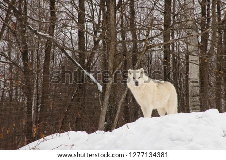 A lone Arctic Wolf in a winter scene
