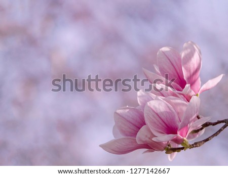 Pink magnolia flowers, blooming in the spring . Soft toned effect. Shallow depth.  Greeting card background. Horizontal background. 