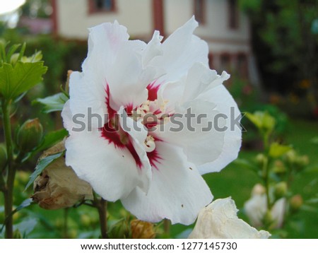 macro photo with a decorative background of a beautiful white flower on a branch of a Chinese rose plant for landscaping and garden landscape design as a source for prints, advertising, decor, posters