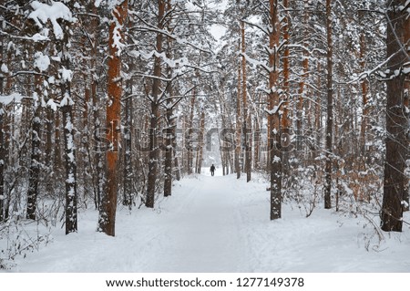 Road in the winter snowy forest. Winter landscape.