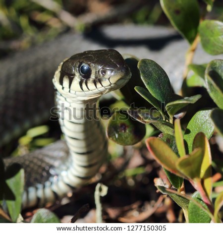 Grass snake on a warm spring day