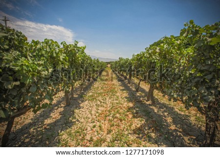 Grape plantation en Ica Peru