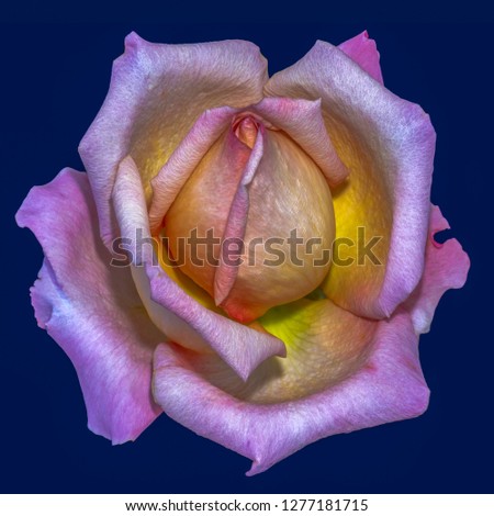 Pastel color fine art still life bright floral macro flower image of a single isolated pink yellow violet orange rose blossom, blue background,detailed texture,vintage painting style 
