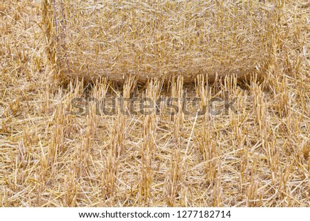 Close up picture of a straw round bale with stubble in front.