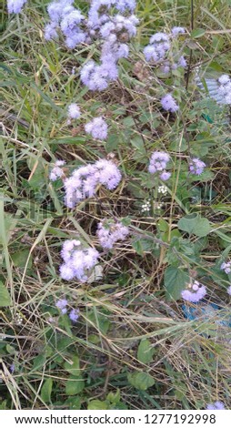 Small purple flowers in grass