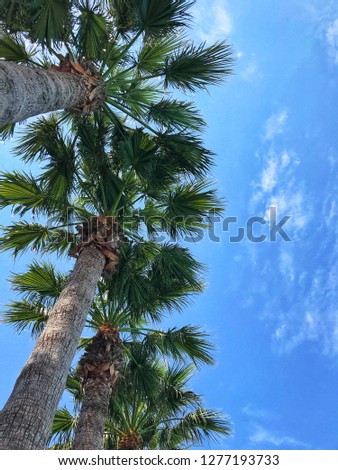 Summer background. Green palms in the bright blue sky