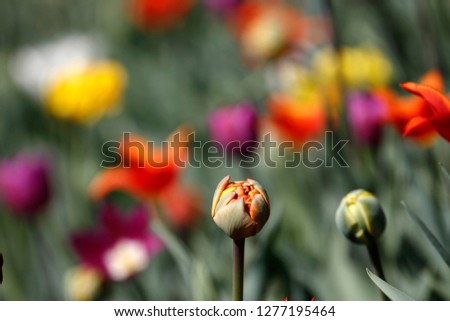 Tulips in garden, spring