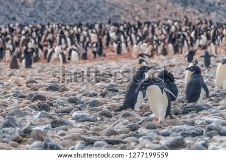 Adelie Penguins - Pygoscelis adeliae - On Paulet Island, near the Antarctic Peninsula.