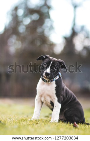 American staffordshire terrier puppy posing outside.