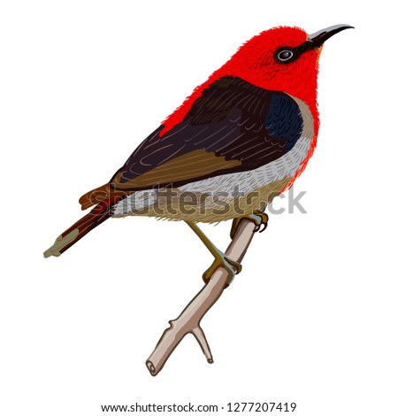 Epthianura. Crimson chat. Birds are common in Australia and Tasmania. They live mainly on the ground, not rising above the crowns of shrubs, eat insects.