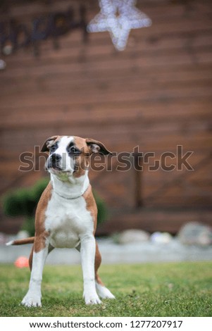 American staffordshire terrier puppy posing outside.