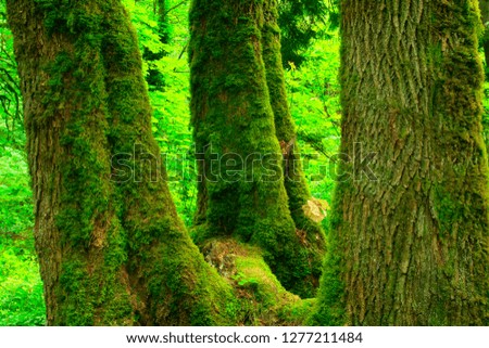 a picture of an exterior Pacific Northwest forest with Big leaf maple trees