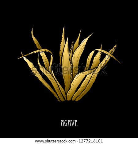 Decorative  agave plant, design element. Can be used for cards, invitations, banners, posters, print design. Golden succulents