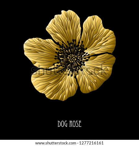 Decorative dog rose flower, design element. Can be used for cards, invitations, banners, posters, print design. Golden flowers