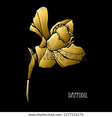 Decorative daffodil flower, design element. Can be used for cards, invitations, banners, posters, print design. Golden flowers