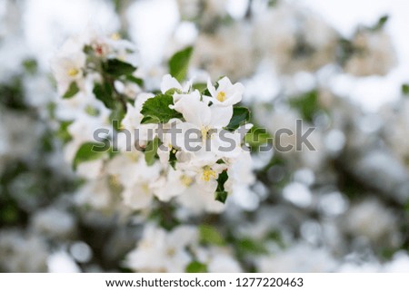 Apple tree blossoming. Natural light, selective focus.