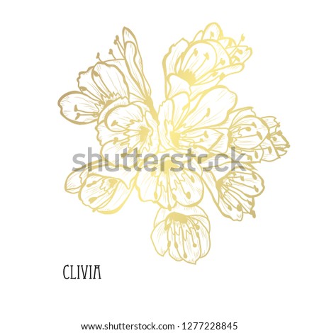 Decorative  clivia flowers, design elements. Can be used for cards, invitations, banners, posters, print design. Golden flowers