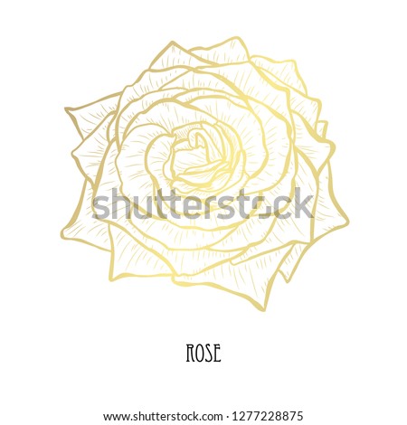 Decorative rose flower, design element. Can be used for cards, invitations, banners, posters, print design. Golden flowers