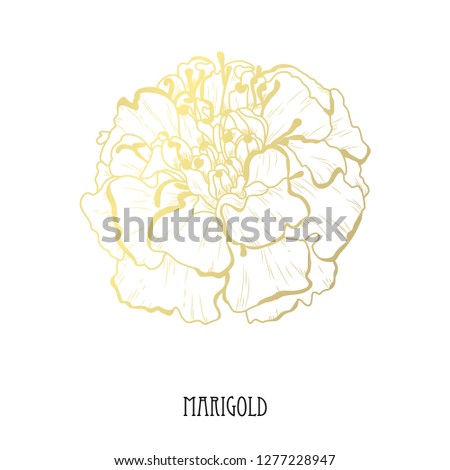 Decorative  marigold flower, design element. Can be used for cards, invitations, banners, posters, print design. Golden flowers