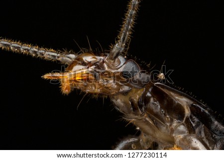 Macro photography of an earwig insect on a black background