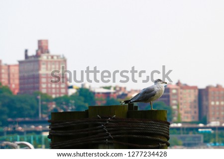 Seagull on a background of skyscrapers in Brooklyn, New York.