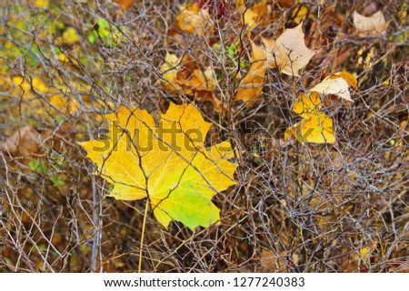 Colorful autumn maple leaves.