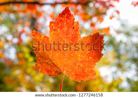 Picture of an orange maple leaf up against the sun and canopy leaves