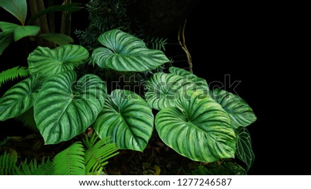 Heart shaped bicolors leaves of Philodendron plowmanii the rare exotic rainforest plant with forest ferns and various types of tropical foliage plants in ornamental garden on dark background. Royalty-Free Stock Photo #1277246587