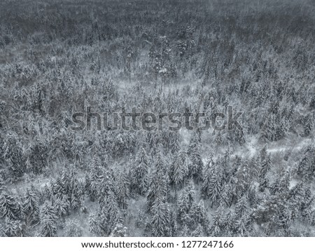 Top view of the winter forest from bird's eye. Snowy landscape of a frozen forest at cloudy winter weather, aerial shot. Mixed forest: coniferous and deciduous trees. Moscow region, Russia.